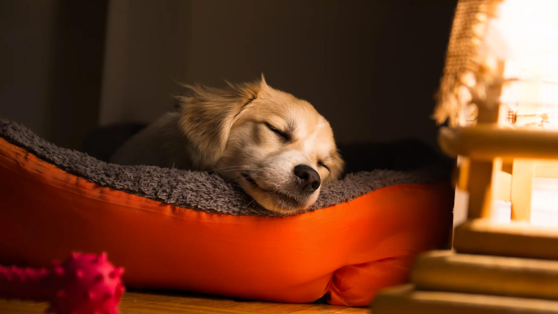 Puppy sleeping habits